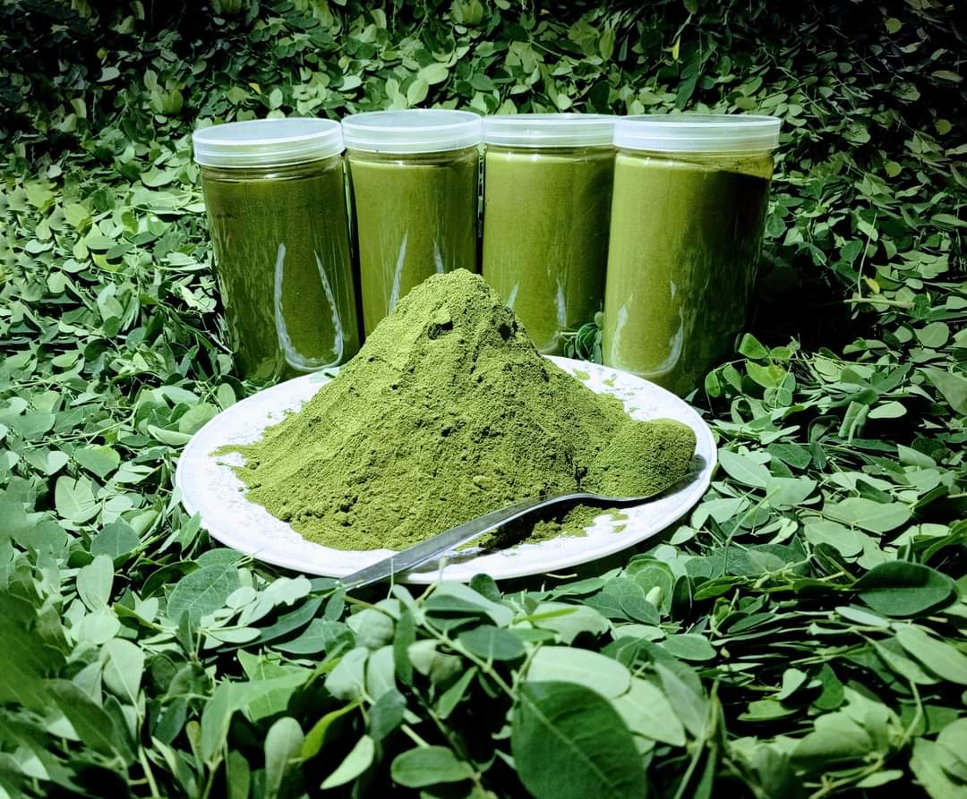 মরিঙ্গা পাউডার